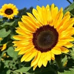 Dianne Hamilton - Facebook