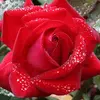 Dianne Hamilton - @dianne_hamilton_2020 - TikTok