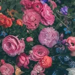 Dianne Hammond - @dianne.hammond.12 - Instagram