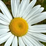 Dianne Hearn - @hearn3370 - Instagram
