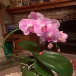 Dianne Hess - @diannehess8 - Instagram
