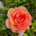 Diane Kirkpatrick - Facebook