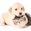 dogandcat.cute - @dianneklein1 - TikTok