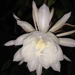 @dianne_leonardi67 - Instagram