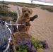 Dianne Malone - Facebook