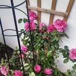 Diane Mathews - @diane.mathews.71 - Instagram