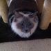 Dianne Nicholson - Facebook