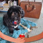 Dianne Nicholson - @diannenicholson31 - Instagram