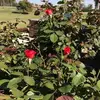 Diane Olson - @diane.olson59 - TikTok