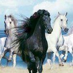 Dianne Olson - @djo4horses - Instagram