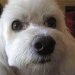 Dianne Olson - @dianneo9881 - Instagram
