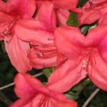 Dianne Morgan Parrish - @parrishbeauty12 - Instagram