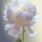 Donna Pulsipher - Facebook
