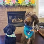 Melody Dianne Raymond - @themohawkdoods - Instagram