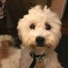 Diane Redding - @dianeandpups - TikTok