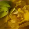 diannereese822 - @diannereese822 - TikTok