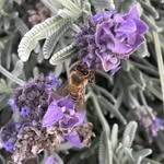 Dianne Richards - @di.richo - Instagram