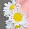 Dianne Ross - @diannegribben - TikTok
