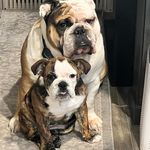 Dianne Schulz - @dsdsds23 - Instagram