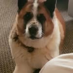 Dianne Shaw - @dianne.shaw.9083 - Instagram
