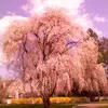 snowdianne - @snowdianne - TikTok