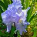 Dianne Stuart - Facebook