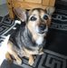 Diane Summers - Facebook