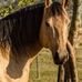 Dianne Summers - Facebook