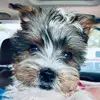 Dianne Terrell - @dianne.terrell - TikTok
