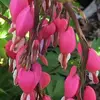 Dianne Thomes - @dianne.thomes - TikTok