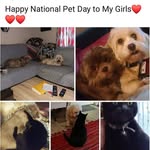 Dianne Townsend Finley - @diannelovesdogs - Instagram