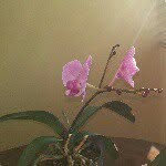 Dianne Webb - @djexc16 - Instagram