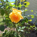 Dianne P Layer - @dianne.williamson - Instagram