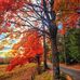 Dianne Williamson - Facebook