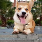 Dick Lai - Facebook