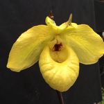 Dick Schneider - @raincoast_orchids - Instagram
