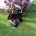 Dick Smith - Facebook