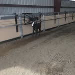 Dick Thompson - @cattlesaver - Instagram