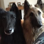 Loki, Flo, Dickens + Tinker - @jackpets_ - Instagram