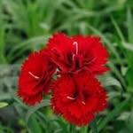 @dickwalton36 - Instagram