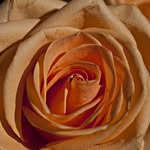 WhitleyDickens - @whitleydickens - Instagram