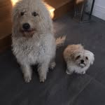 Amelia Lisa Wynne-Dickman - @wynnedickman - Instagram