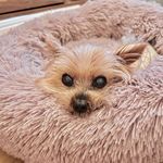勇猛Dick 𓃭 - @dick.yorkie - Instagram