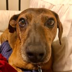 Diego Archer-Ultan - @diegothewonderdoxie - Instagram