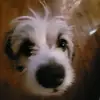 [Diego] - @diego.blanchard.g - TikTok