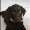 Diego.Brown - @diego.brown - TikTok