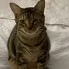 diego Grimaldo - @digegrito - TikTok