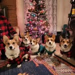 Diego, Thira, Madison, & Bryce - @crazy_corgi_fam4 - Instagram