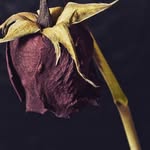 @diegomasonrap - Instagram