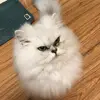 Diego Sigala - @diego.sigala8 - TikTok